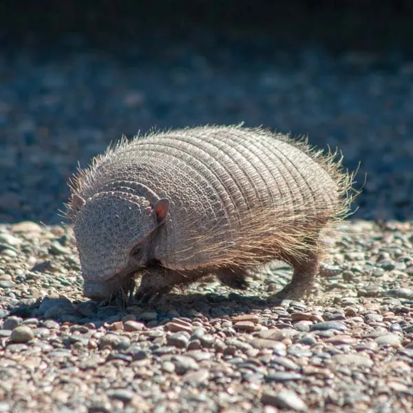 Dimension Nails - The Desert - Big Hairy Armadillo